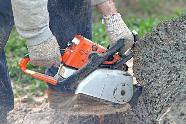 Best Tree Mulching  in Cherry Hills Village, CO